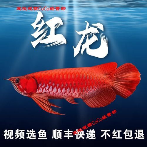 過背金龍和辣椒紅龍的價格差異大嗎？
