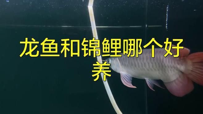 錦鯉和龍魚哪個更容易養殖？
