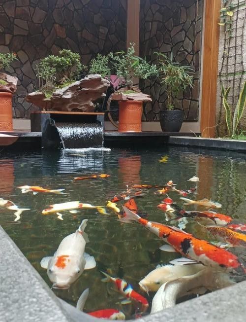 錦鯉和龍魚哪個更容易養殖？