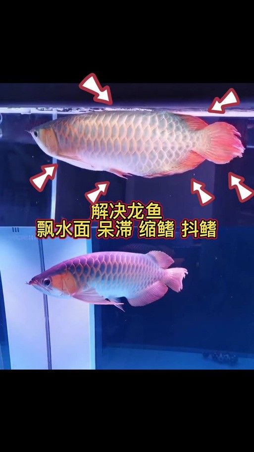 金龍魚縮尾鰭怎么辦