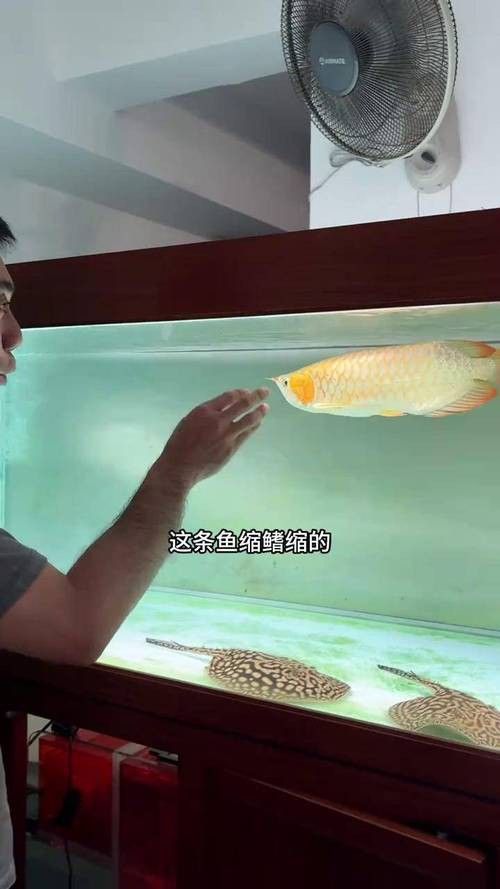 金龍魚縮尾鰭怎么辦