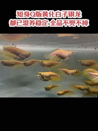 銀龍魚(yú)苗圖片欣賞視頻播放