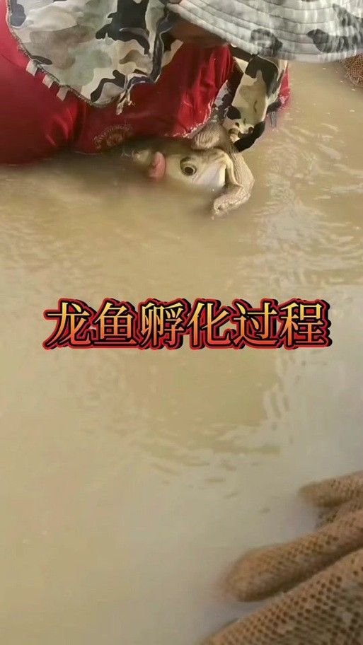 龍魚幼崽圖片