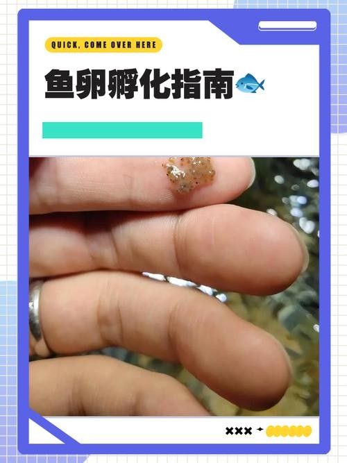 龍魚幼崽圖片