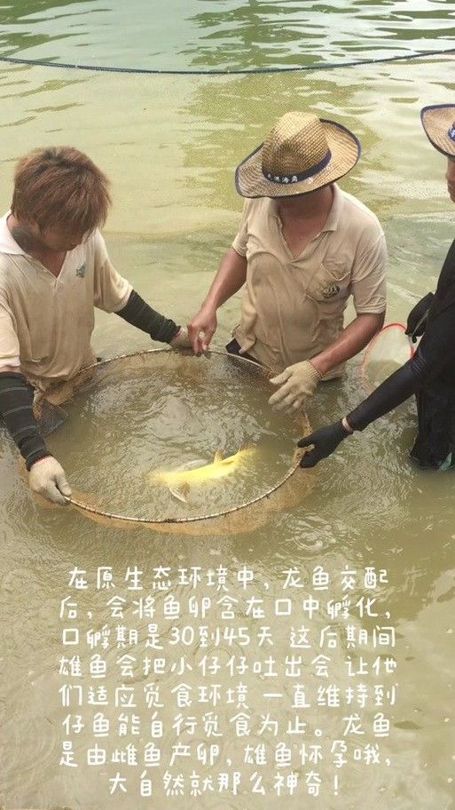 龍魚幼崽圖片