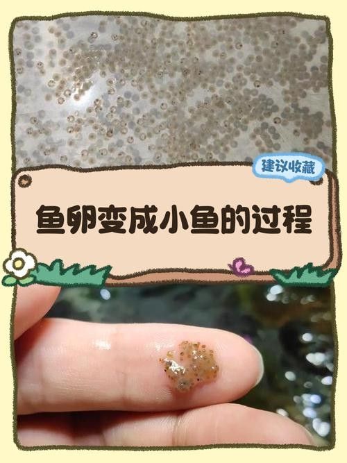 龍魚幼崽圖片