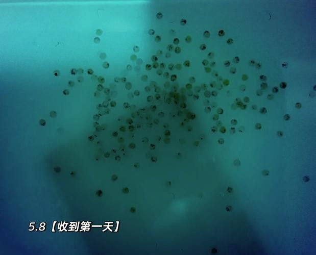 龍魚幼崽圖片