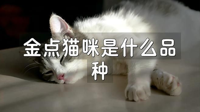 金點貓怎么看純不純