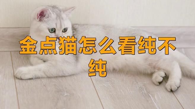 金點貓怎么看純不純