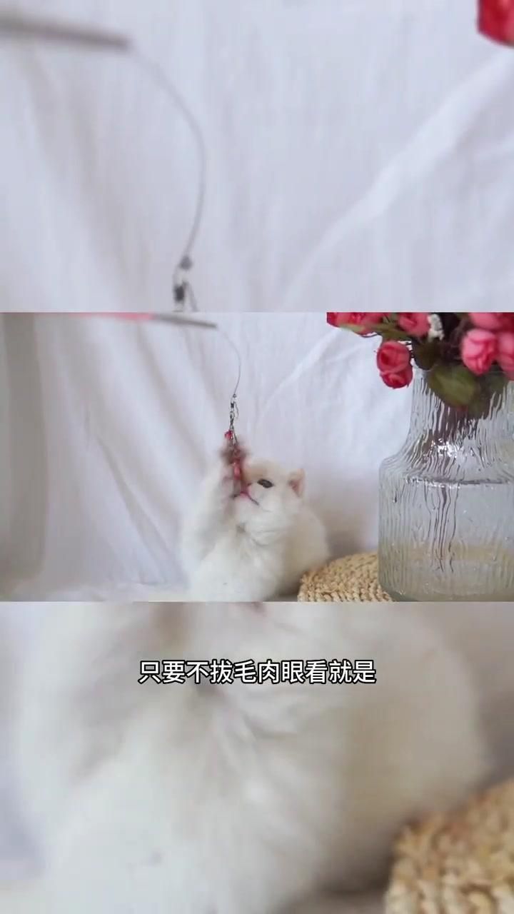 金點貓怎么看純不純