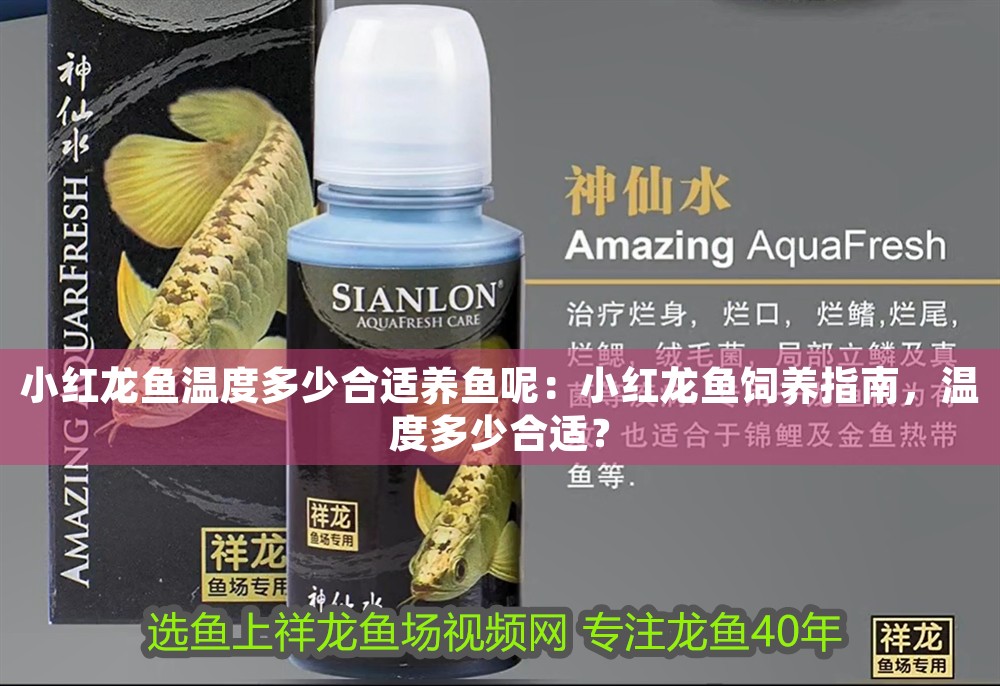 小紅龍魚溫度多少合適養魚呢：小紅龍魚飼養指南，溫度多少合適？