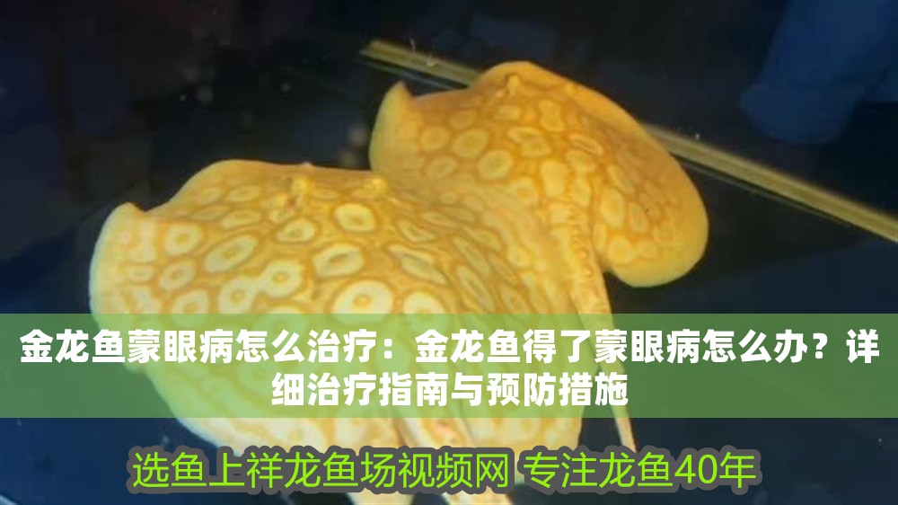 金龍魚蒙眼病怎么治療：金龍魚得了蒙眼病怎么辦？詳細治療指南與預防措施
