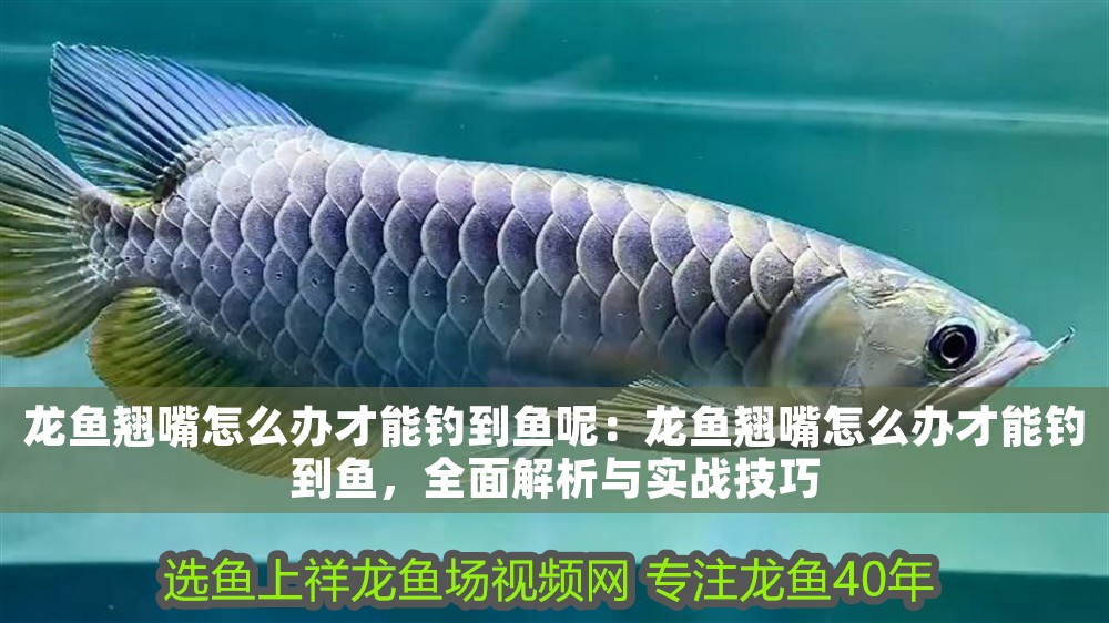龍魚翹嘴怎么辦才能釣到魚呢：龍魚翹嘴怎么辦才能釣到魚，全面解析與實戰技巧