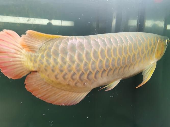 紅龍魚(yú)馬蹄印圖解