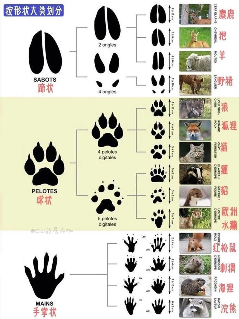 紅龍魚馬蹄印圖解