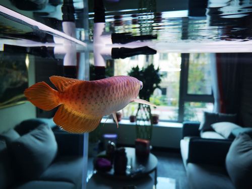 紅龍魚(yú)馬蹄印圖解