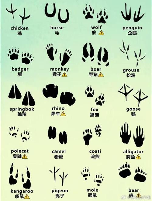 紅龍魚馬蹄印圖解