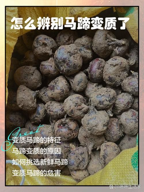 紅龍魚馬蹄印圖解
