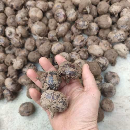 紅龍魚馬蹄印圖解