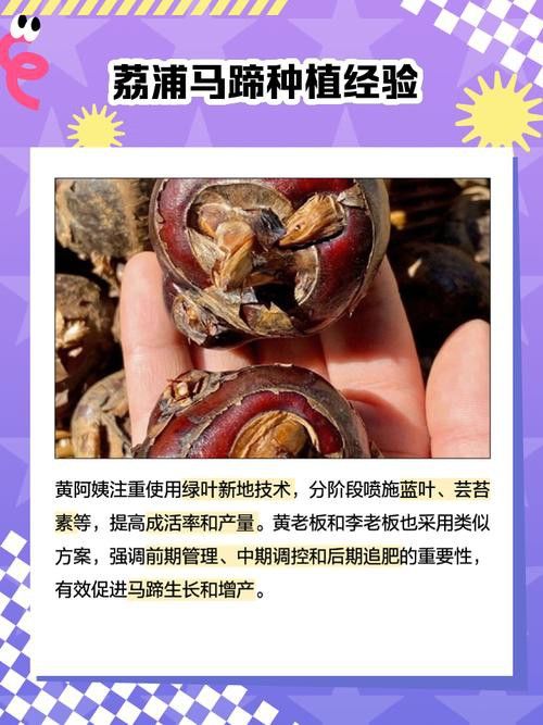 紅龍魚馬蹄印圖解