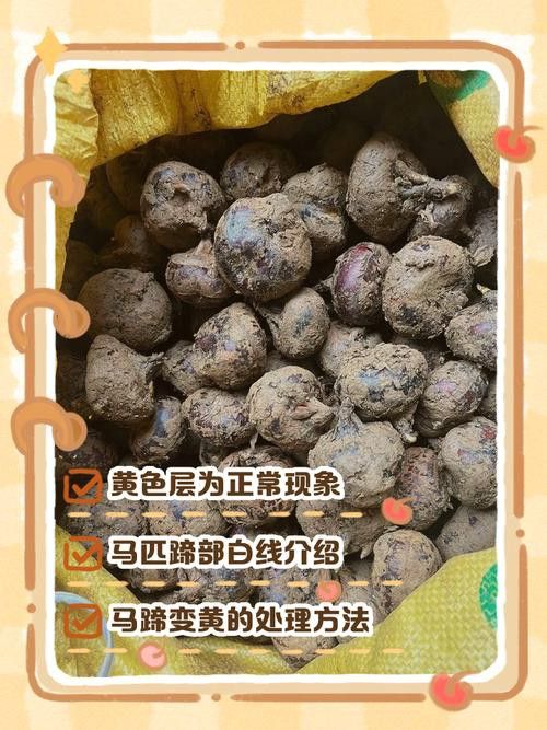 紅龍魚馬蹄印圖解