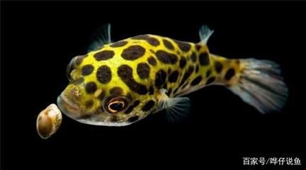 狗頭魚的天敵有哪些？：狗頭魚的天敵是什么？