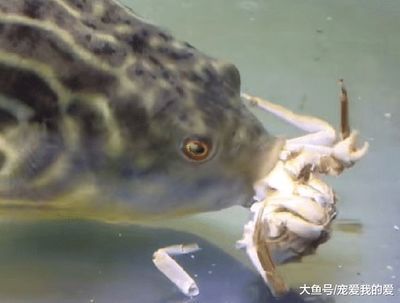 狗頭魚的天敵有哪些？：狗頭魚的天敵是什么？