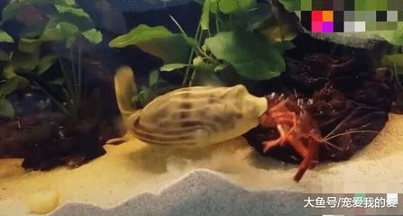 狗頭魚的天敵有哪些？：狗頭魚的天敵是什么？