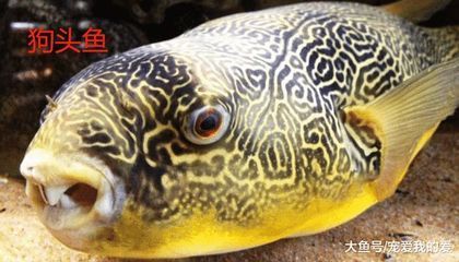 狗頭魚的天敵有哪些？：狗頭魚的天敵是什么？