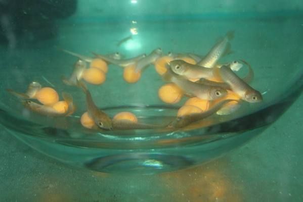 龍魚繁殖基地圖片：關于龍魚繁殖基地的具體介紹