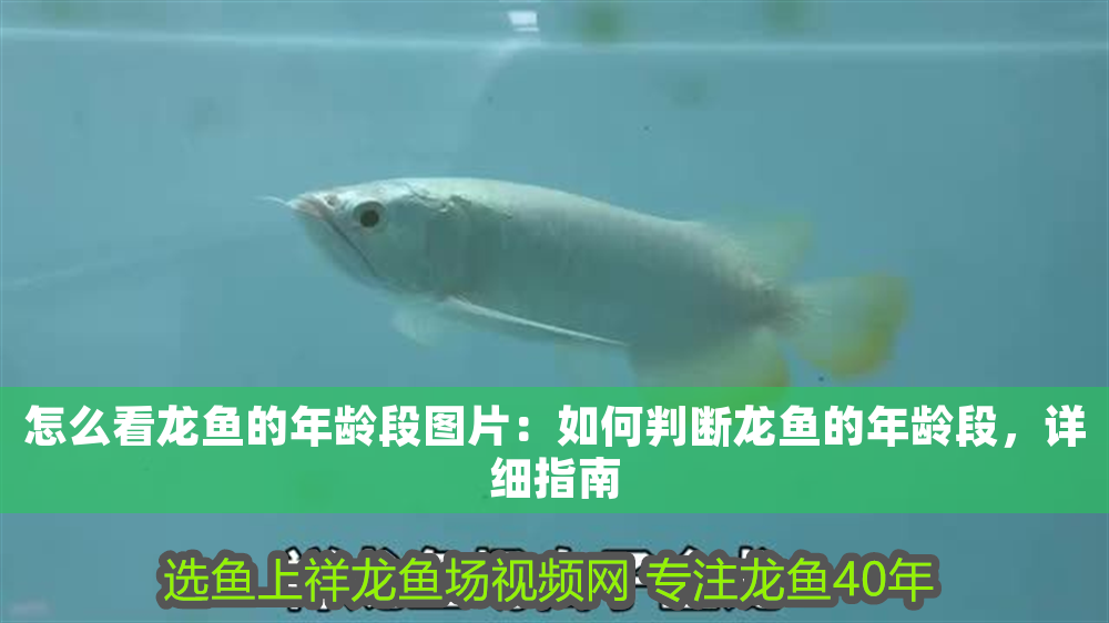 怎么看龍魚的年齡段圖片：如何判斷龍魚的年齡段，詳細指南