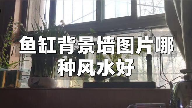 如何選擇適合龍魚缸的壁紙？