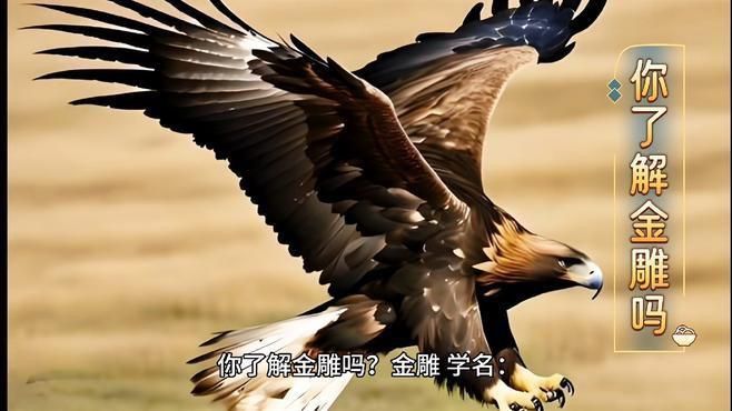 龍騰金雕和金雕的區別