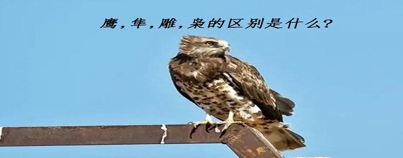 龍騰金雕和金雕的區別
