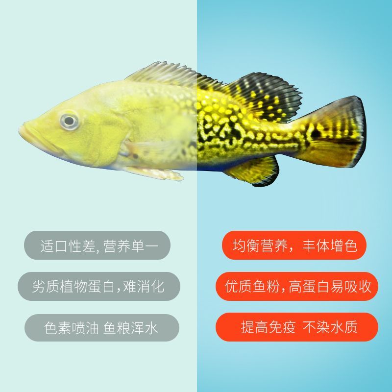 龍魚吸收營養先長哪里（幼魚期的龍魚吸收營養先長哪里龍魚吸收營養先長哪里）