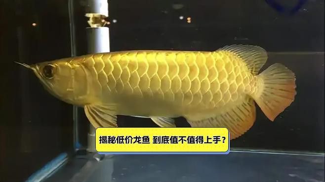 這些低價金龍魚是否值得購買？ 這些低價金龍魚是否值得購買？ 龍魚百科 第5張