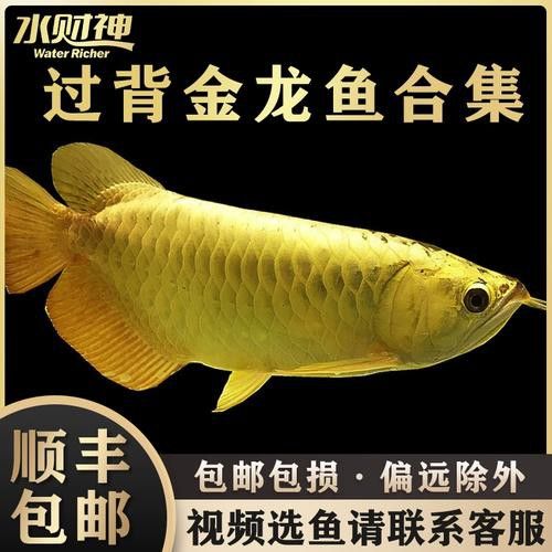 給我一些藍底紅龍魚圖片