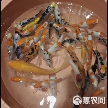 龍鳳錦鯉十厘米多少錢一條