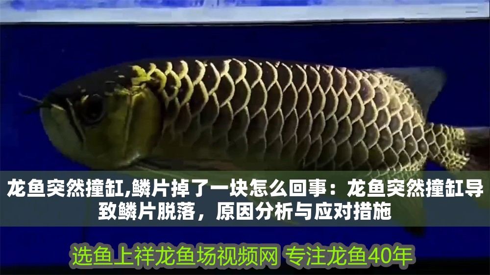 龍魚突然撞缸,鱗片掉了一塊怎么回事：龍魚突然撞缸導(dǎo)致鱗片脫落，原因分析與應(yīng)對措施