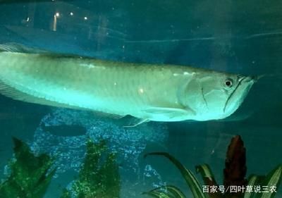 銀龍魚一頓吃幾個蝦（銀龍魚一頓吃的蝦的數量會因其體型和年齡不同而有所變化）