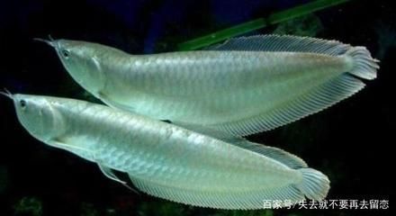 銀龍魚一頓吃幾個蝦（銀龍魚一頓吃的蝦的數量會因其體型和年齡不同而有所變化）