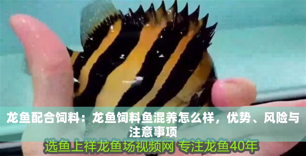 龍魚配合飼料：龍魚飼料魚混養怎么樣，優勢、風險與注意事項