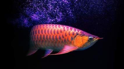龍魚在原產(chǎn)地是食用魚嗎：龍魚在原產(chǎn)地是否為食用魚取決于具體的種類和地區(qū)的飲食習(xí)慣