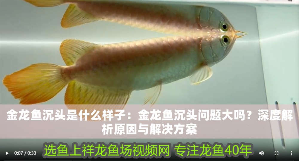 金龍魚沉頭是什么樣子：金龍魚沉頭問題大嗎？深度解析原因與解決方案