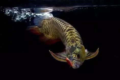 龍魚的野生環境怎么樣：龍魚的野生環境為它們提供了豐富的食物來源、適宜的生活空間 龍魚的野生環境怎么樣：龍魚的野生環境為它們提供了豐富的食物來源、適宜的生活空間 龍魚百科 第1張
