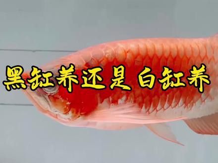 王龍魚缸價格及圖片大全