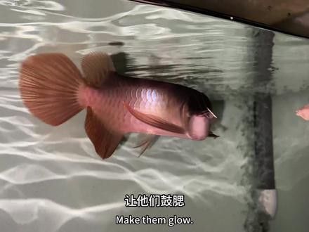 龍魚的養護和管理技術：養龍魚的注意事項