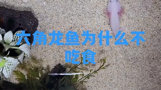 六角恐龍魚(yú)會(huì)跳缸嗎為什么不吃食