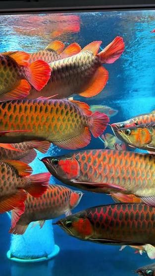 印尼紅龍魚圖片高清大圖大全欣賞