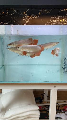 印尼紅龍魚圖片高清大圖大全欣賞